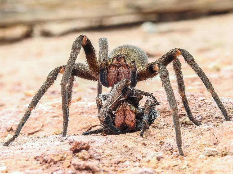 Brasil Tem A Aranha Mais Perigosa Do Mundo